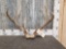 5x5 Whitetail Antlers On Skull Plate