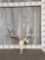 Main Frame 4x5 Whitetail Antlers On Skull