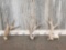 3 Freak Deer Shed Antlers