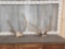 2 Freak Sets Of Elk Antlers On Skull Plate