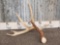 Big 5 Point Whitetail Shed Antler