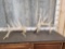 GIANT Set Of Whitetail Cut Off Antlers