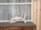 Weathered Moose Shed Antler