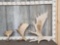 3 Moose Shed Antlers
