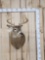 4x4 Whitetail Shoulder Mount Taxidermy