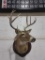 4x5 Whitetail Deer Shoulder Mount Taxidermy