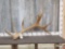 Big 9 Point Self Standing Elk Shed Antler