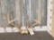Big 4x4 Whitetail Antlers On Skull Plate