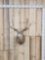 4x5 Mule Deer Shoulder Mount Taxidermy