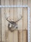 Big 5x5 Whitetail Shoulder Mount Taxidermy