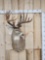 Mid 200 Class Whitetail Shoulder Mount Taxidermy