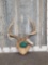 Big 4x4 Whitetail Antlers On Plaque