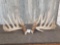 Set Of 200 Class Whitetail Shed Antlers