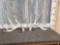 6x5 Whitetail Shed Antlers