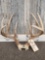 Nice Wild 4x4 Whitetail Antlers On Skull Plate