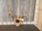 4x5 Whitetail Antlers On Plaque