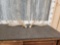 Palmated Whitetail Shed Antlers