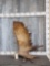 Massive 17.6 Lbs Self Standing Moose Shed Antler