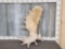 XL Alaskan Moose Shed Antler