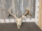 Nontypical Whitetail Antlers On Skull