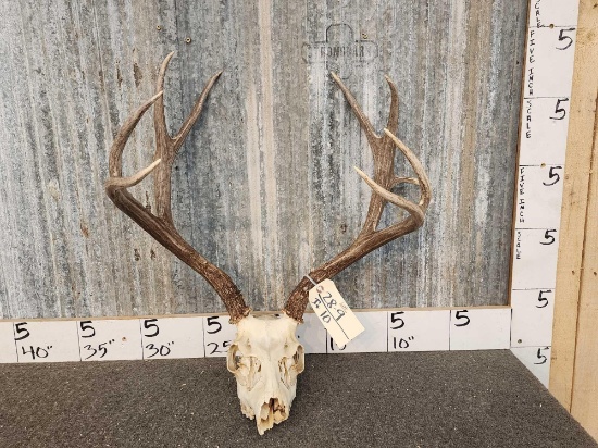4x4 Mule Deer Antlers On Skull