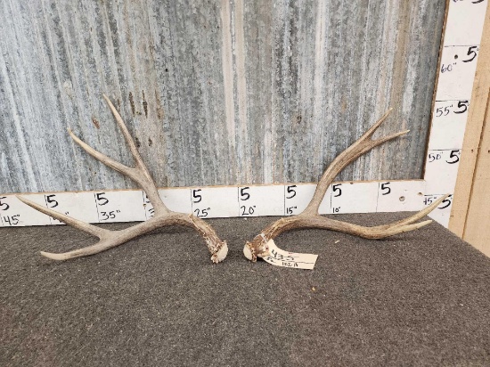5x5 Mule Deer Shed Antlers