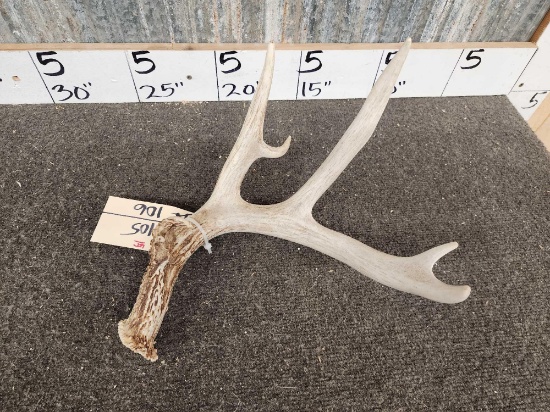 5 Point Whitetail Shed Antler