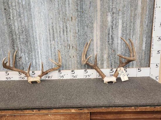 2 Sets Of Bigger Whitetail Antlers On Skull Plate