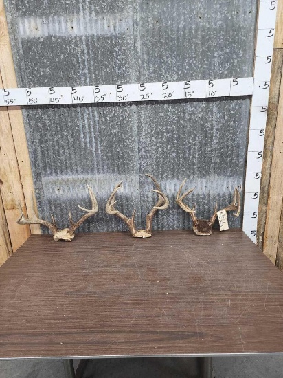 3 Sets Of Whitetail Antlers On Skull Plate