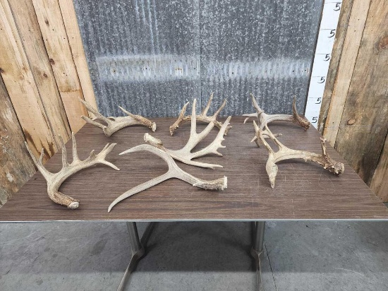 13.2 lbs Of Deer Shed Antlers