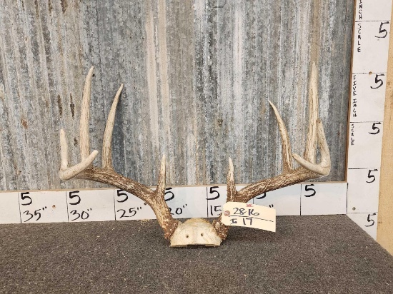 150 Class Wild Whitetail Antlers On Skull Plate