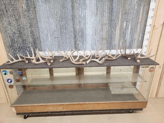 16.8 Lbs Of NICE Whitetail Shed Antlers