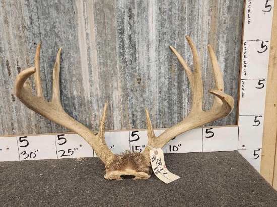 4x5 Whitetail Antlers On Skull Plate