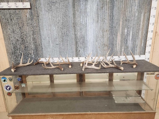 11.8 Lbs Of NICE Whitetail Shed Antlers