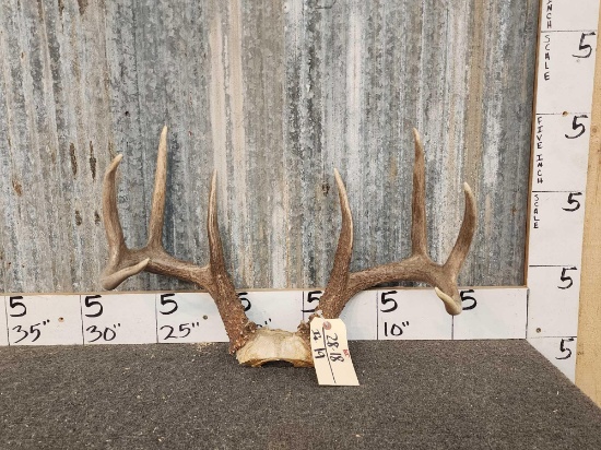 Big Wild 4x4 Whitetail Antlers On Skull Plate