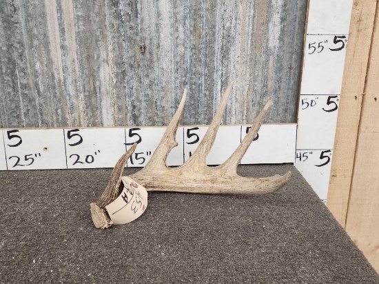 Nice 5 Point Whitetail Shed Antler