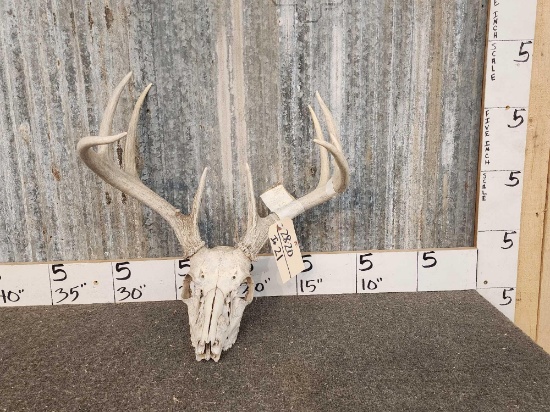 4x5 Whitetail Antlers On Skull