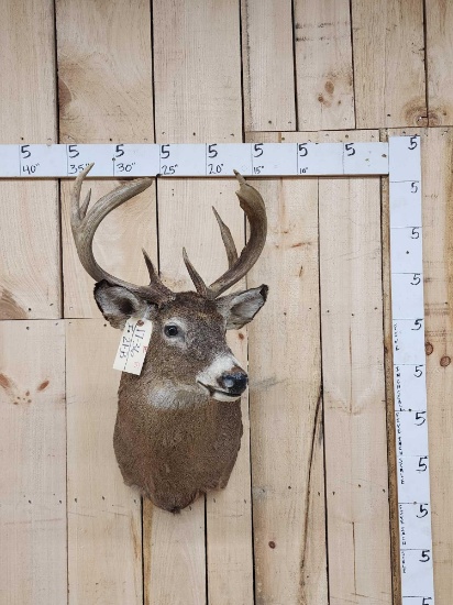 4x4 Whitetail Shoulder Mount Taxidermy