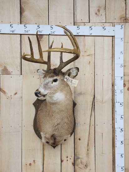 4x5 Whitetail Shoulder Mount Taxidermy