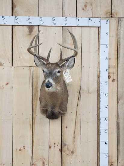 4x4 Whitetail Shoulder Mount Taxidermy