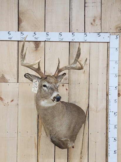 4x4 Whitetail Shoulder Mount Taxidermy