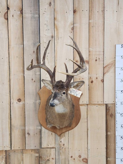 Big 5x5 Whitetail Shoulder Mount Taxidermy