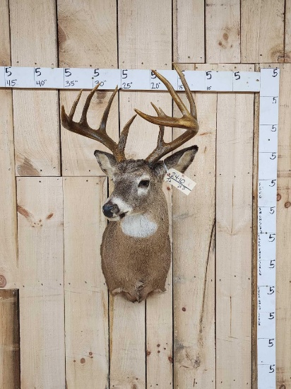 6x5 Whitetail Shoulder Mount Taxidermy