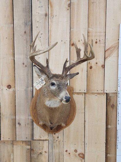 Big wild 5x5 Whitetail Shoulder Mount Taxidermy