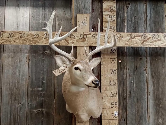 5x5 Whitetail Deer Shoulder Mount Taxidermy