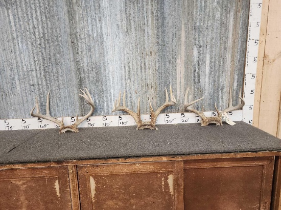 3 Sets Of Whitetail Antlers On Skull Plate