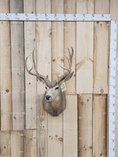 4x5 Mule Deer Shoulder Mount Taxidermy