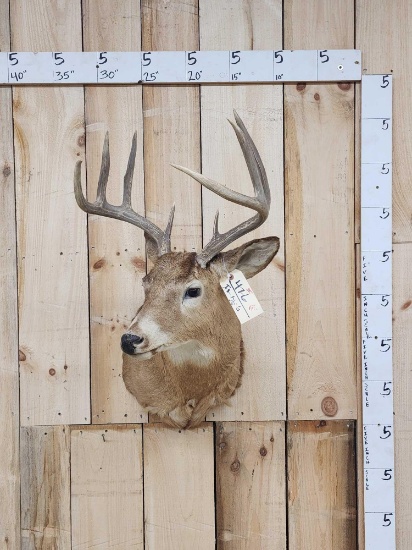 4x4 Whitetail Shoulder Mount Taxidermy