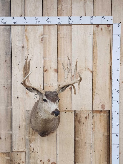 5x5 Mule Deer Shoulder Mount Taxidermy