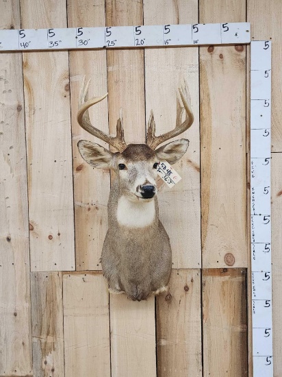 5x5 Whitetail Shoulder Mount Taxidermy